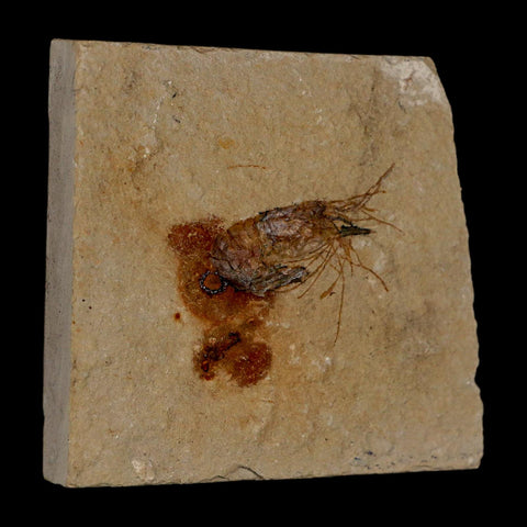 1.4" Fossil Shrimp Carpopenaeus Cretaceous Age 100 Mil Yrs Old Lebanon COA - Fossil Age Minerals