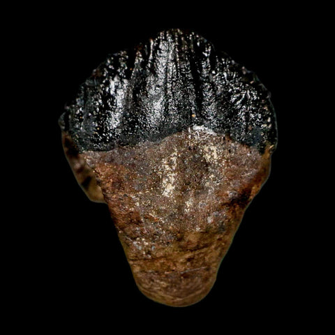 0.6" Triceratops Fossil Tooth Hell Creek FM Cretaceous Dinosaur Montana COA Display