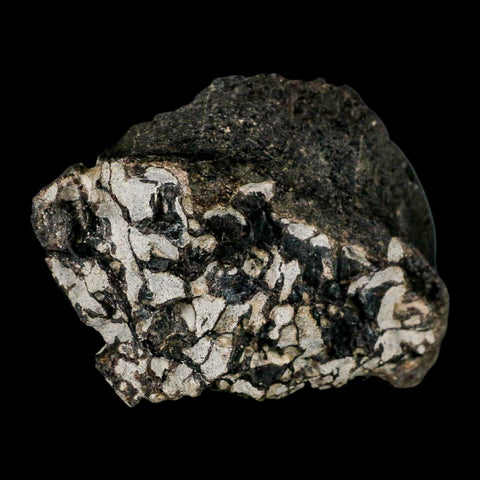 3.6" Gorgosaurus Tyrannosaur Dinosaur Fossil Bone Two Medicine FM Montana COA - Fossil Age Minerals