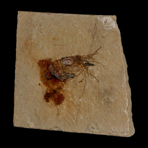 1.4" Fossil Shrimp Carpopenaeus Cretaceous Age 100 Mil Yrs Old Lebanon COA - Fossil Age Minerals