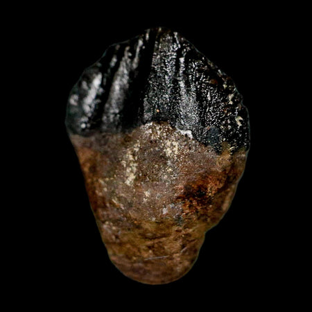 0.6" Triceratops Fossil Tooth Hell Creek FM Cretaceous Dinosaur Montana COA Display