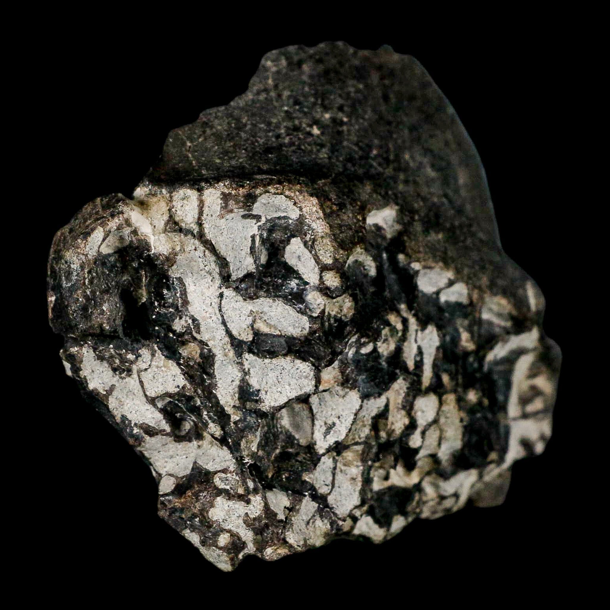 3.6" Gorgosaurus Tyrannosaur Dinosaur Fossil Bone Two Medicine FM Montana COA - Fossil Age Minerals