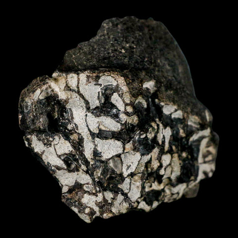3.6" Gorgosaurus Tyrannosaur Dinosaur Fossil Bone Two Medicine FM Montana COA - Fossil Age Minerals
