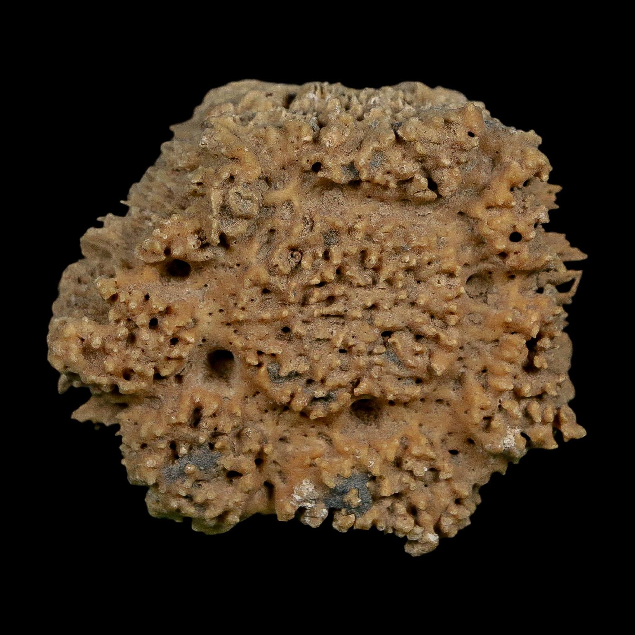 2.1" Glyptodon Fossil Osteoderm Scute Plate Bony Armor Pleistocene Uruguay COA - Fossil Age Minerals