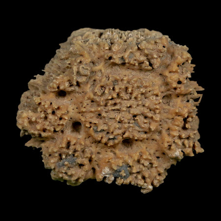 2.1" Glyptodon Fossil Osteoderm Scute Plate Bony Armor Pleistocene Uruguay COA