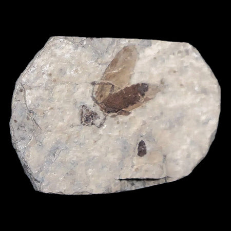 0.5 Detailed Fossil March Fly Insect Green River FM Uintah County UT Eocene Age