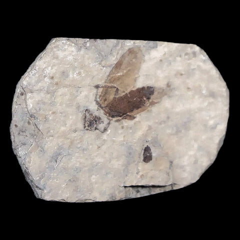0.5 Detailed Fossil March Fly Insect Green River FM Uintah County UT Eocene Age - Fossil Age Minerals