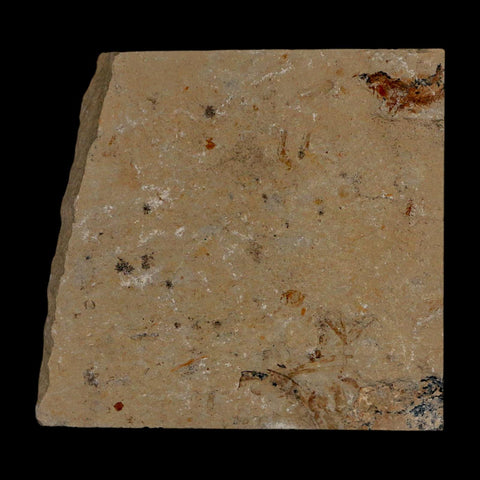 1.4" Fossil Shrimp Carpopenaeus Cretaceous Age 100 Mil Yrs Old Lebanon COA - Fossil Age Minerals