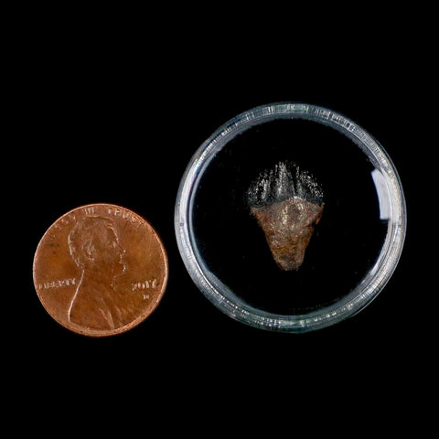 0.6" Triceratops Fossil Tooth Hell Creek FM Cretaceous Dinosaur Montana COA Display