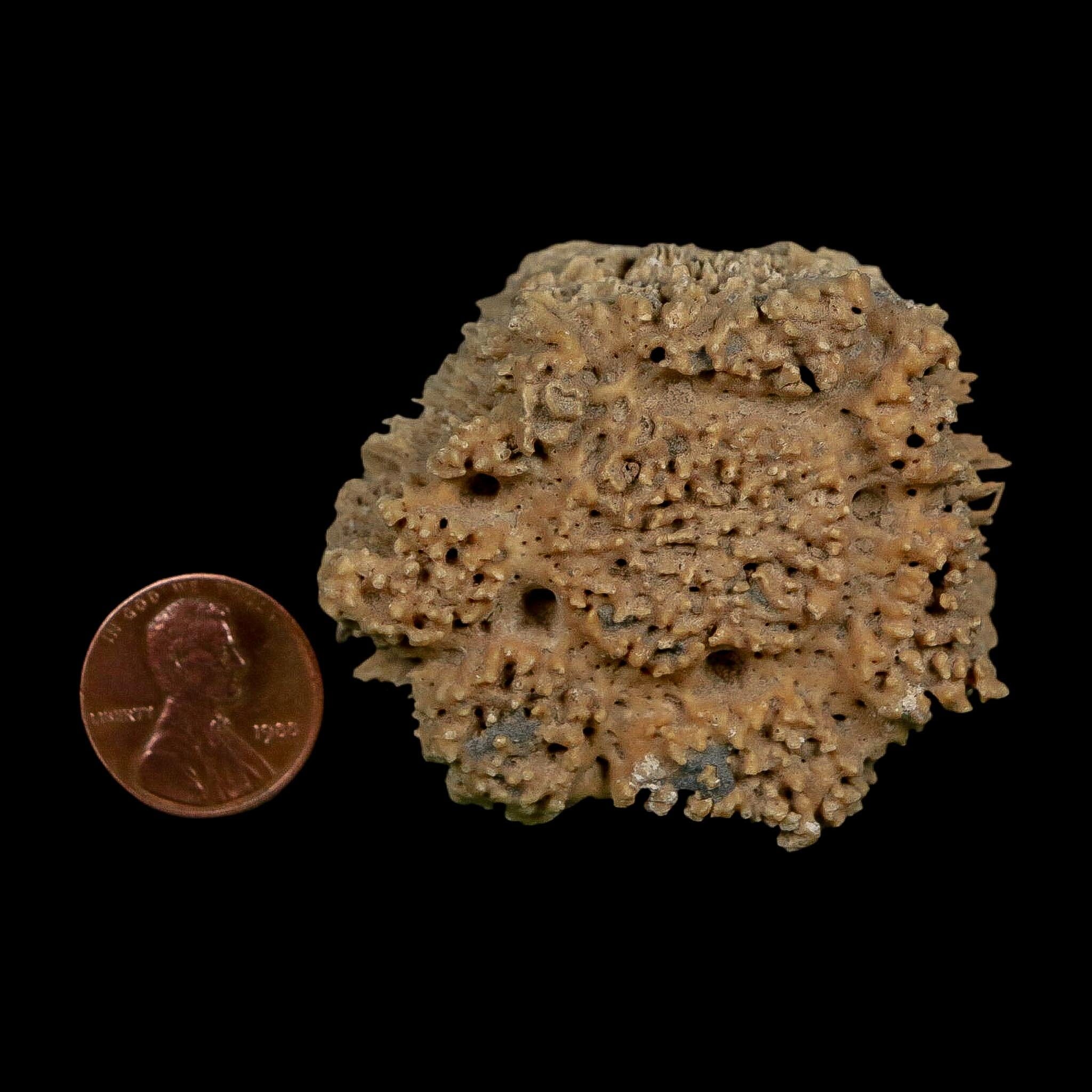 2.1" Glyptodon Fossil Osteoderm Scute Plate Bony Armor Pleistocene Uruguay COA - Fossil Age Minerals