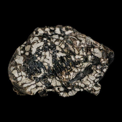 3.6" Gorgosaurus Tyrannosaur Dinosaur Fossil Bone Two Medicine FM Montana COA - Fossil Age Minerals