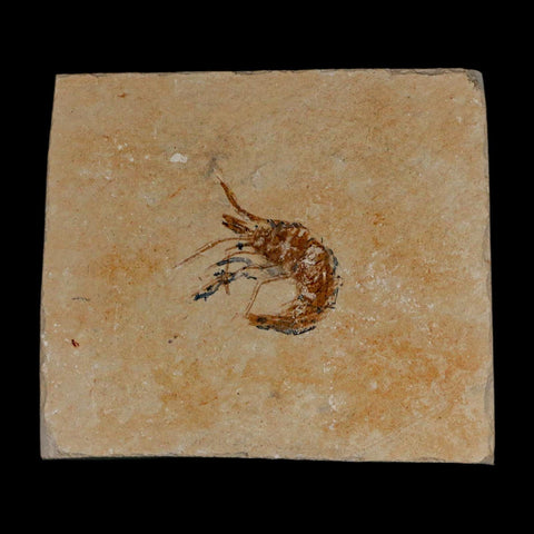 1.1" Fossil Shrimp Carpopenaeus Cretaceous Age 100 Mil Yrs Old Lebanon COA - Fossil Age Minerals