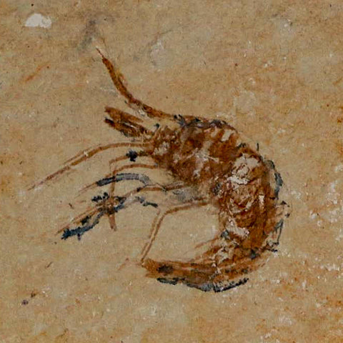1.1" Fossil Shrimp Carpopenaeus Cretaceous Age 100 Mil Yrs Old Lebanon COA - Fossil Age Minerals
