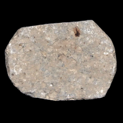 0.5 Detailed Fossil March Fly Insect Green River FM Uintah County UT Eocene Age - Fossil Age Minerals