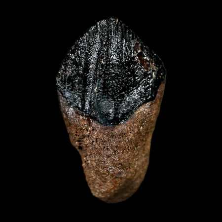 0.7" Triceratops Fossil Tooth Hell Creek FM Cretaceous Dinosaur Montana COA Stand