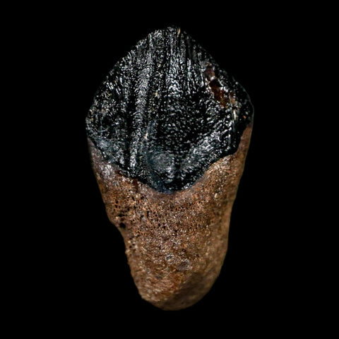 0.7" Triceratops Fossil Tooth Hell Creek FM Cretaceous Dinosaur Montana COA Stand