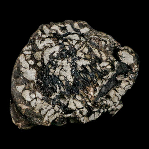 3.6" Gorgosaurus Tyrannosaur Dinosaur Fossil Bone Two Medicine FM Montana COA - Fossil Age Minerals