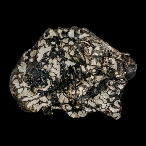 3.6" Gorgosaurus Tyrannosaur Dinosaur Fossil Bone Two Medicine FM Montana COA - Fossil Age Minerals