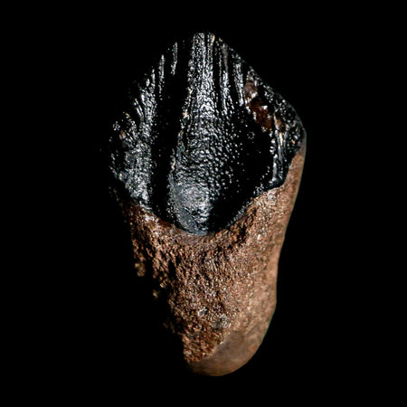 0.7" Triceratops Fossil Tooth Hell Creek FM Cretaceous Dinosaur Montana COA Stand