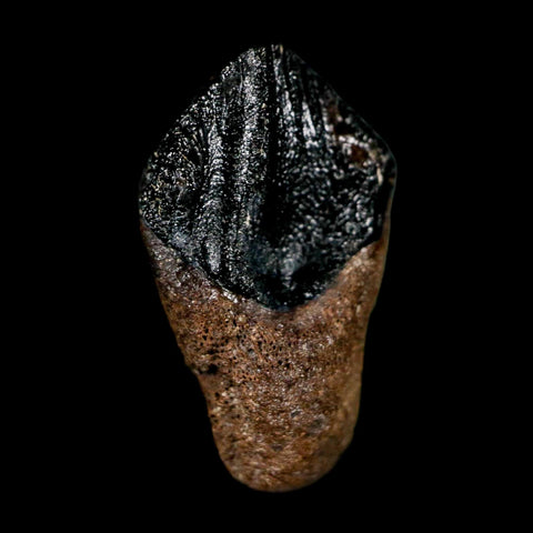 0.7" Triceratops Fossil Tooth Hell Creek FM Cretaceous Dinosaur Montana COA Stand