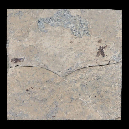 0.5" Detailed Fossil March Fly Insect Green River FM Uintah County UT Eocene Age