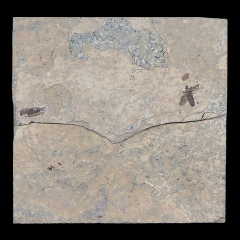 0.5" Detailed Fossil March Fly Insect Green River FM Uintah County UT Eocene Age - Fossil Age Minerals