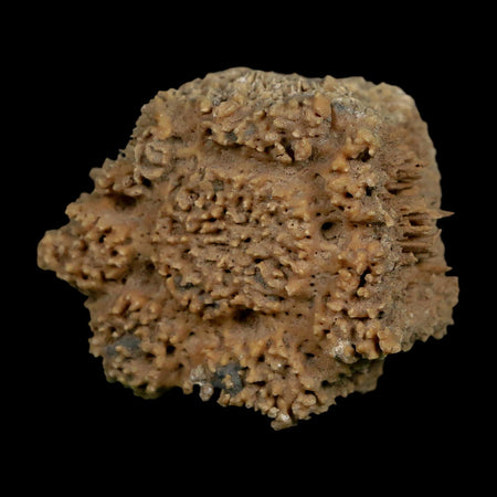 2.1" Glyptodon Fossil Osteoderm Scute Plate Bony Armor Pleistocene Uruguay COA