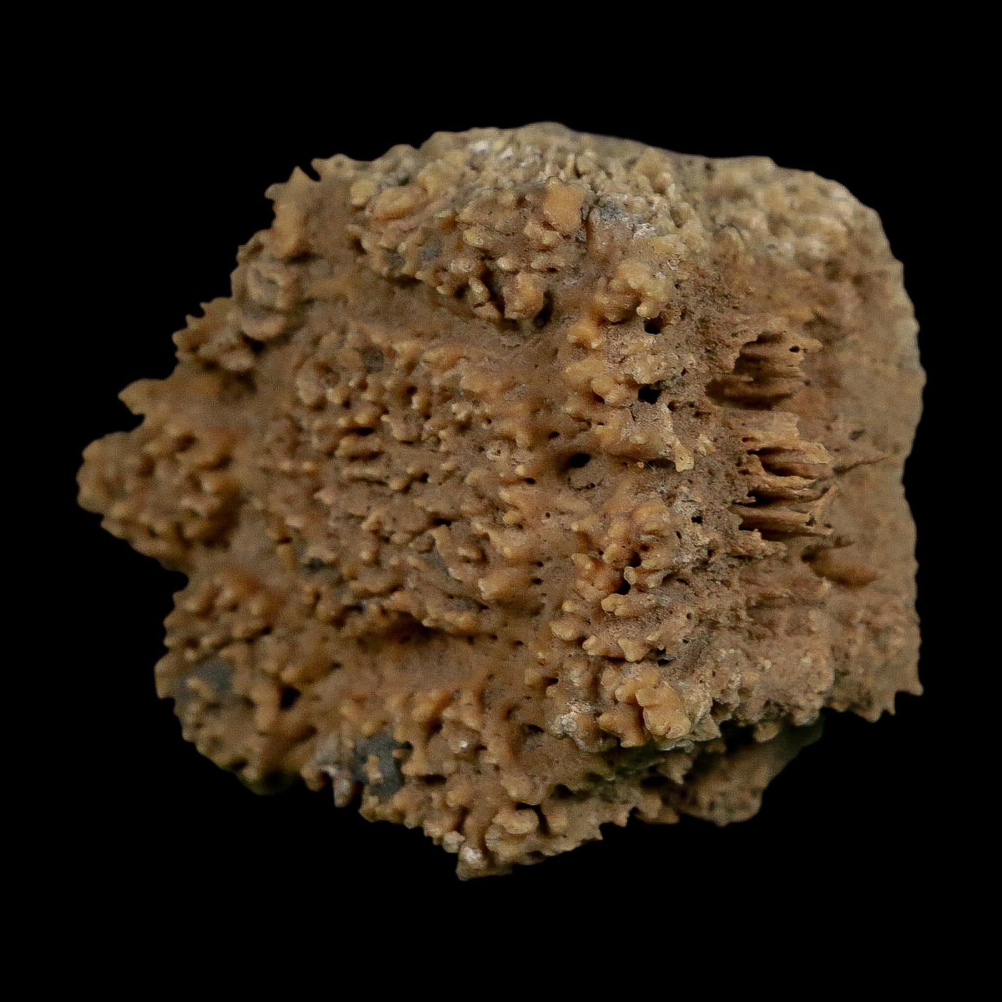 2.1" Glyptodon Fossil Osteoderm Scute Plate Bony Armor Pleistocene Uruguay COA - Fossil Age Minerals