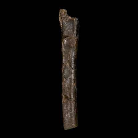4.9" Raptor Dinosaur Fossil Tibia Limb Shaft Two Medicine FM Cretaceous Montana COA