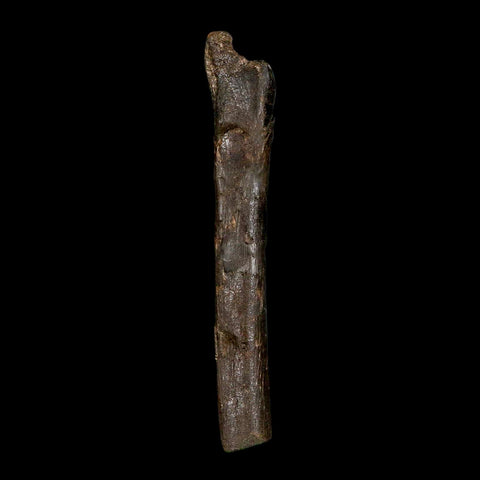 4.9" Raptor Dinosaur Fossil Tibia Limb Shaft Two Medicine FM Cretaceous Montana COA - Fossil Age Minerals