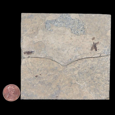 0.5" Detailed Fossil March Fly Insect Green River FM Uintah County UT Eocene Age - Fossil Age Minerals