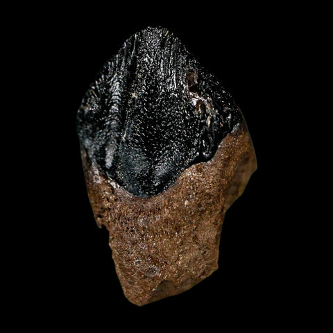 0.7" Triceratops Fossil Tooth Hell Creek FM Cretaceous Dinosaur Montana COA Stand