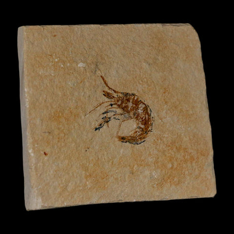 1.1" Fossil Shrimp Carpopenaeus Cretaceous Age 100 Mil Yrs Old Lebanon COA - Fossil Age Minerals