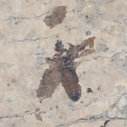 0.5" Detailed Fossil March Fly Insect Green River FM Uintah County UT Eocene Age