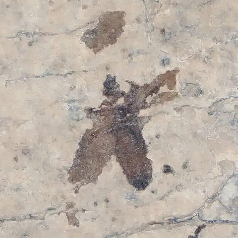 0.5" Detailed Fossil March Fly Insect Green River FM Uintah County UT Eocene Age - Fossil Age Minerals