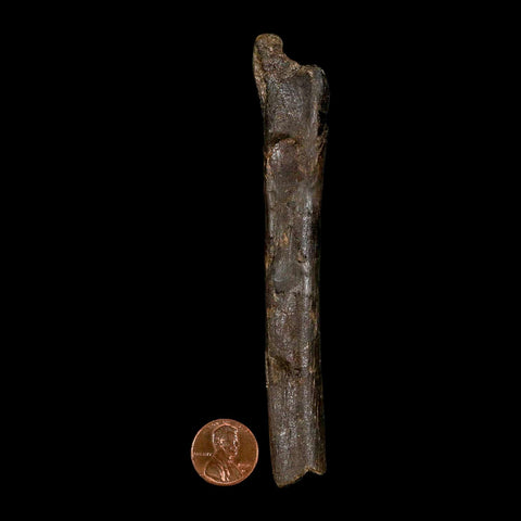 4.9" Raptor Dinosaur Fossil Tibia Limb Shaft Two Medicine FM Cretaceous Montana COA - Fossil Age Minerals