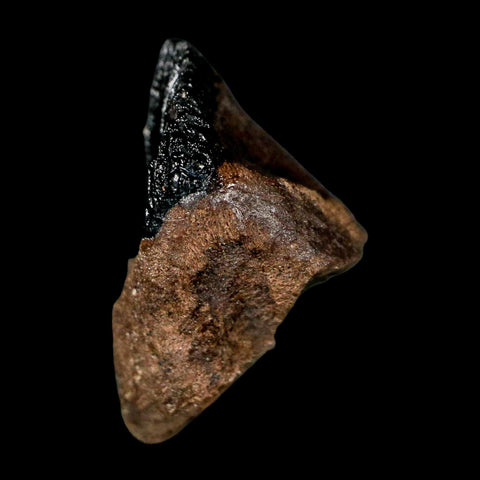 0.7" Triceratops Fossil Tooth Hell Creek FM Cretaceous Dinosaur Montana COA Stand