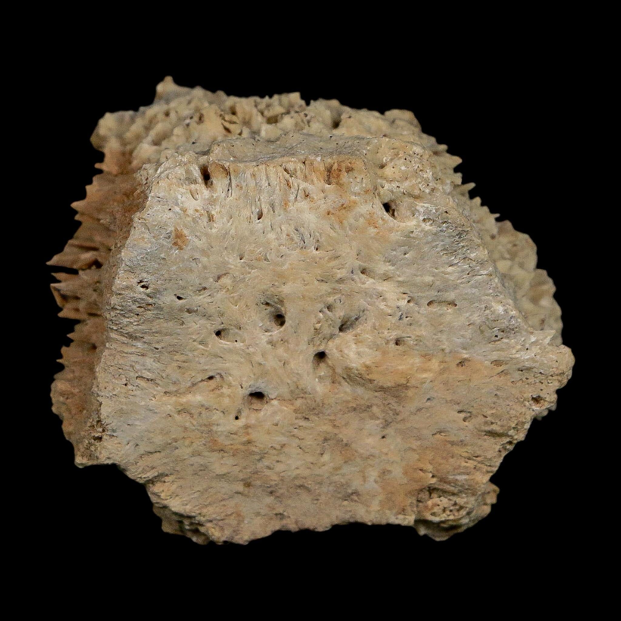 2.1" Glyptodon Fossil Osteoderm Scute Plate Bony Armor Pleistocene Uruguay COA - Fossil Age Minerals
