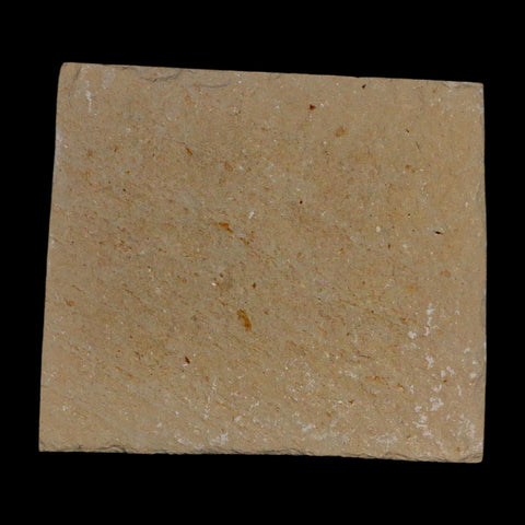 1.1" Fossil Shrimp Carpopenaeus Cretaceous Age 100 Mil Yrs Old Lebanon COA - Fossil Age Minerals