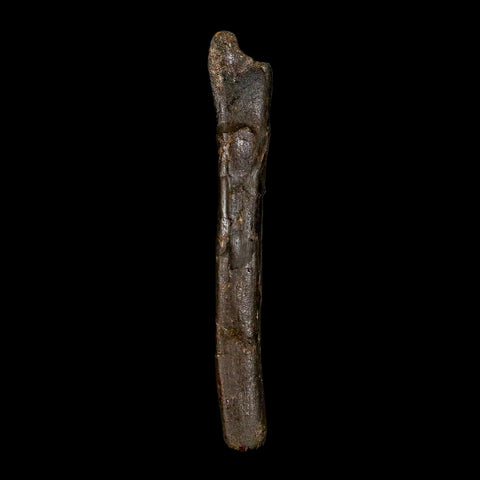 4.9" Raptor Dinosaur Fossil Tibia Limb Shaft Two Medicine FM Cretaceous Montana COA - Fossil Age Minerals