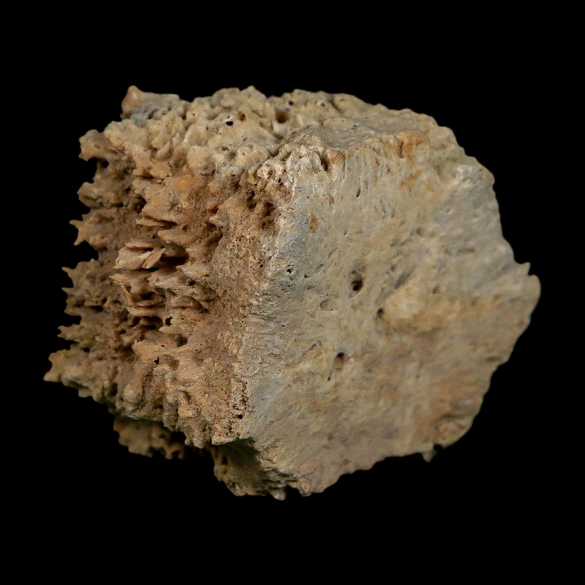 2.1" Glyptodon Fossil Osteoderm Scute Plate Bony Armor Pleistocene Uruguay COA - Fossil Age Minerals