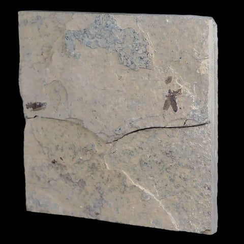 0.5" Detailed Fossil March Fly Insect Green River FM Uintah County UT Eocene Age - Fossil Age Minerals