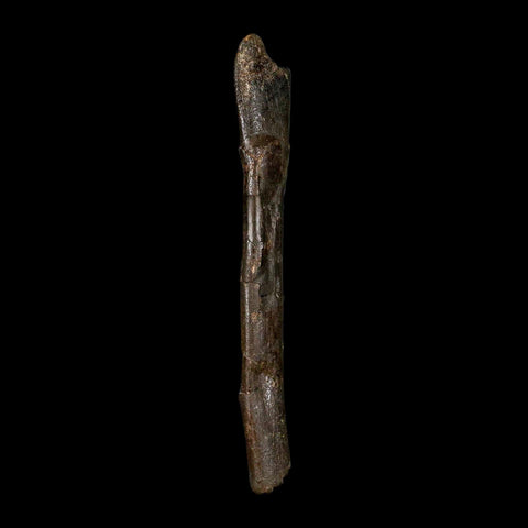 4.9" Raptor Dinosaur Fossil Tibia Limb Shaft Two Medicine FM Cretaceous Montana COA - Fossil Age Minerals