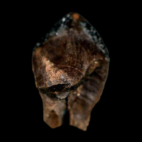 0.7" Triceratops Fossil Tooth Hell Creek FM Cretaceous Dinosaur Montana COA Stand