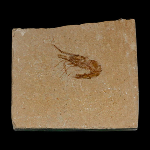 1.1" Fossil Shrimp Carpopenaeus Cretaceous Age 100 Mil Yrs Old Lebanon COA - Fossil Age Minerals