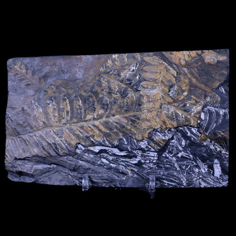 5.3" Alethopteris Fern Plant Leaf Fossil Carboniferous Age Llewellyn FM ST Clair, PA - Fossil Age Minerals