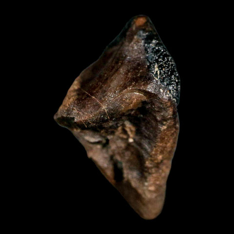 0.7" Triceratops Fossil Tooth Hell Creek FM Cretaceous Dinosaur Montana COA Stand