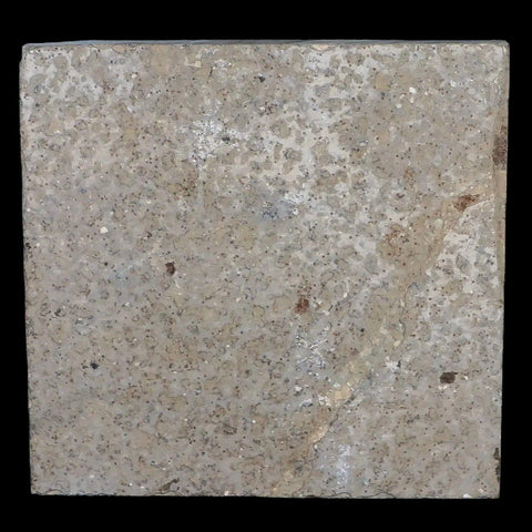 0.5" Detailed Fossil March Fly Insect Green River FM Uintah County UT Eocene Age - Fossil Age Minerals