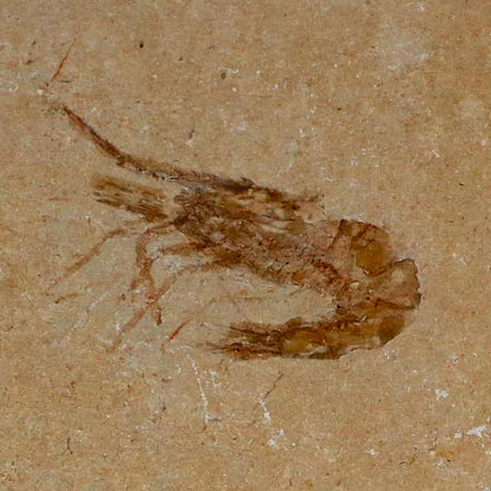 1.1" Fossil Shrimp Carpopenaeus Cretaceous Age 100 Mil Yrs Old Lebanon COA