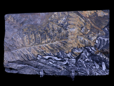 5.3" Alethopteris Fern Plant Leaf Fossil Carboniferous Age Llewellyn FM ST Clair, PA - Fossil Age Minerals